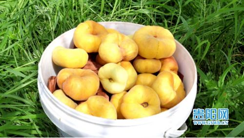 清鎮 產業促增收,農戶盡開顏