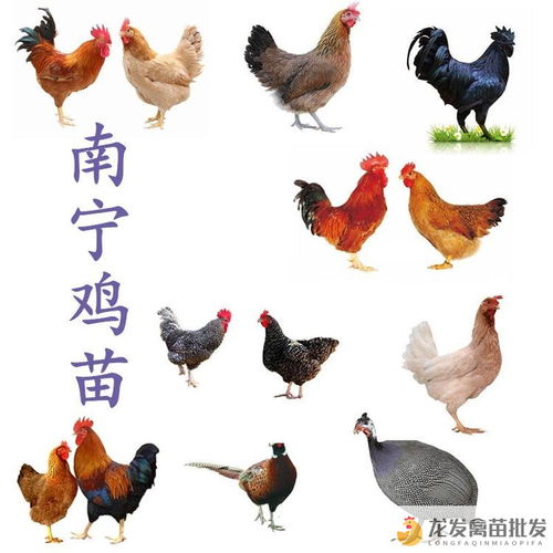 織金八步多蛋雞批發(fā)市場 品類齊全