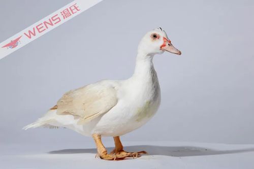 打好種業(yè)翻身仗 溫氏白羽番鴨1號入選國家畜禽配套系名單