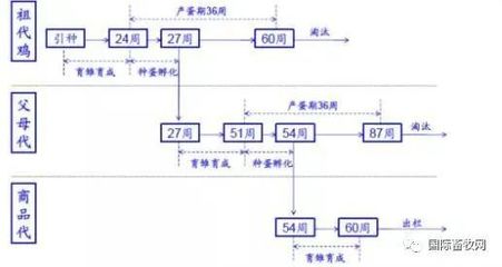 雞苗、雞蛋雙雙漲價 家禽養(yǎng)殖業(yè)的復(fù)蘇前夜來臨?