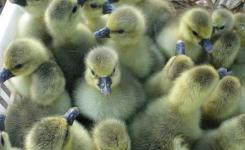 菏澤家禽孵化產業 傳統與現代的完美融合