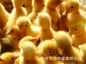 優(yōu)質(zhì)櫻桃谷鴨苗批發(fā)，專業(yè)養(yǎng)殖供應(yīng)商，質(zhì)量保證