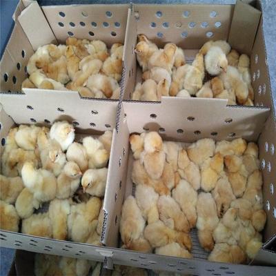 西雙版納龍發(fā)家禽孵化養(yǎng)殖場(chǎng) 良鳳花雞苗批發(fā)與飼養(yǎng)技術(shù)指導(dǎo)