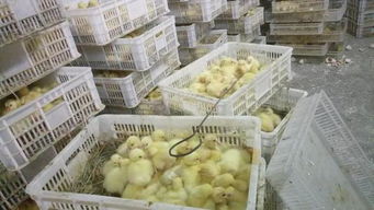 豬場(chǎng)發(fā)生非洲豬瘟，改養(yǎng)家禽絕不能盲目跟風(fēng)——家禽孵化與養(yǎng)殖轉(zhuǎn)型的理性思考