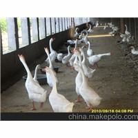 專業家禽孵化新標桿 石家莊順鑫孵化廠優質鵝苗孵化全解析