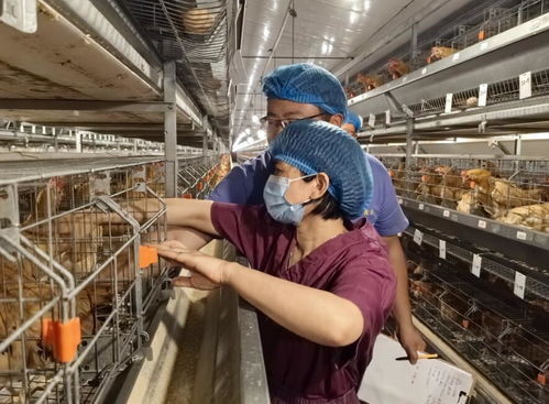 科技巾幗勇擔當，家禽種業譜新篇——記安徽省三八紅旗手標兵陳興勇