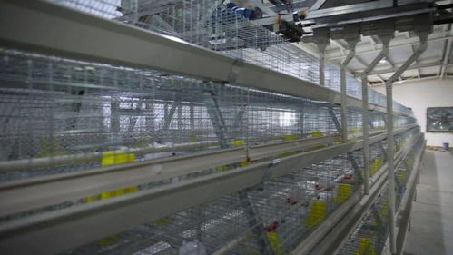 小雞蛋撬動大產業 巴里坤縣家禽孵化養殖場的脫貧之路