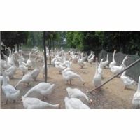 石家莊順鑫孵化廠 專業孵化，品質鵝苗與家禽孵化服務