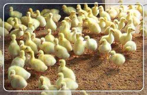 株洲市鵝雛批發首選 萬家興肉鵝孵化廠，專業家禽孵化服務，助力養殖業發展