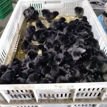 撫州雞苗批發市場