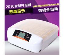 現代家禽孵化 科技賦能下的高效生產與可持續發展