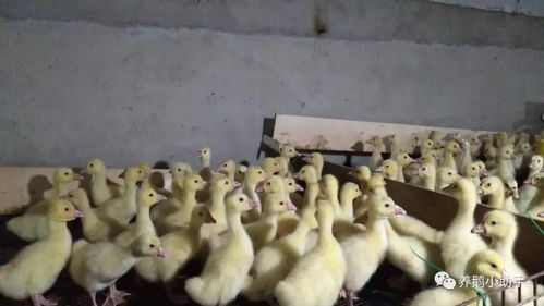 家禽育雛養殖新突破 巧用科學方法，輕松告別氨氣困擾