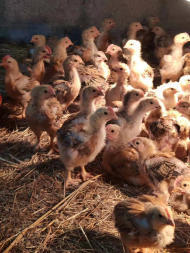 長沙家禽養(yǎng)殖 從孵化育雛到脫溫苗的全程管理