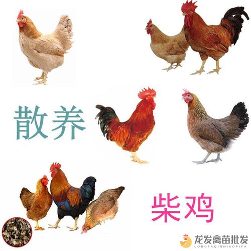 平壩多蛋雞養(yǎng)殖場 品類齊全的家禽孵化與批發(fā)一站式基地