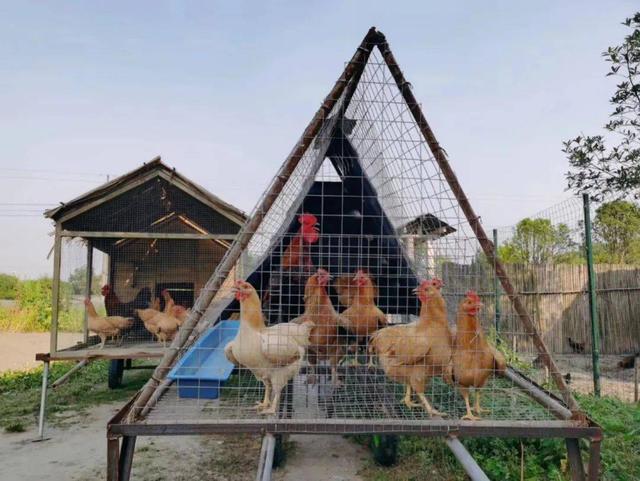 匠心孵化 探秘雞舍里21天的小生命誕生之旅